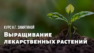 Н.Г. Замятина: Как и зачем растить лекарственные растения