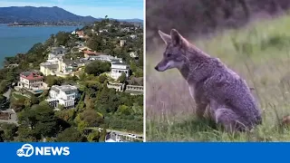 Belvedere, Calif. considering use of federal snipers to kill all coyotes in city