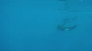 Orcas Encounter in The Sea of Cortez | Baja Charters | La Paz, Mexico