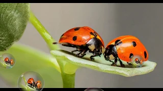 In lumea insectelor: Buburuza