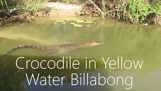 Crocodile in Yellow Water Billabong, Kakadu National Park, Australia