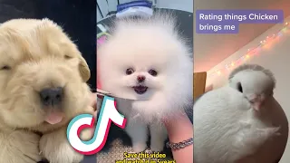 The CUTEST Pets FROM TIKTOK EVER...