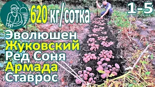 🥔 Сбор урожая 26 сортов картофеля в жарком климате: Жуковский, Ставрос, Ред Соня, Армада, Эволюшен