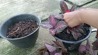 episcia perbanyakan