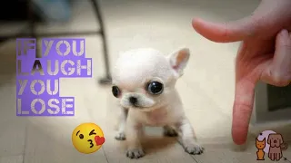 New funny cats 😺 and dogs & animal 🐶 video 🐾 Cutest Cats 😺 and dogs 🐶 video part 41