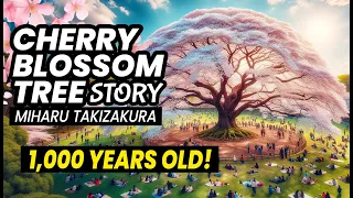 Japan’s Most Beautiful Cherry Blossom Tree | Miharu Takizakura Story ★ ONLY in JAPAN