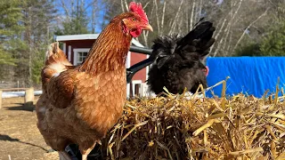 My 3 Reasons For Using The Deep Litter Method In the Chicken Coop