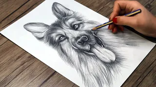 How to Draw a German Shepherd Step by Step | Dog Face  Sketch Tutorial