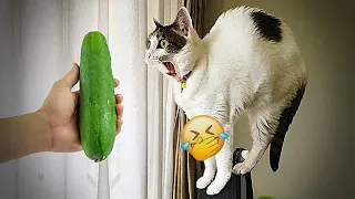 New Funny Cats and Dogs Videos 😂🤣 Funniest Catss 😍😹