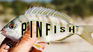 Are Live PINFISH The BEST bait to Catch Winter Redfish in Tampa Bay?