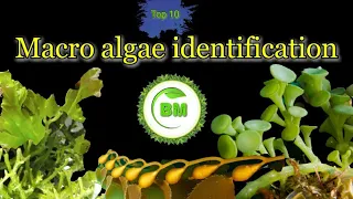 Algae identification || Macroalgae || Common algae #plants #botany #plantidentification