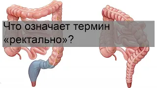 Что означает термин «ректально»?