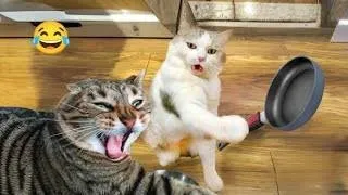 Funniest Animals 😄 New Funny Cats and Dogs Videos 2024 😹🐶 #79