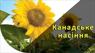 Канадське насіння, F2 соняшник, підзимний соняшник, підживлення у спеку, агроблогери, КОНКУРС!