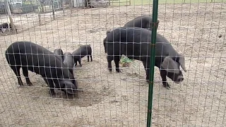 Large Black Hogs