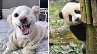 Cute Baby Animals ❤️ Funny Cats and Dogs Compilation #32