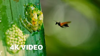 Frog Defends Eggs From Wasps | 4K UHD | Planet Earth II | BBC Earth