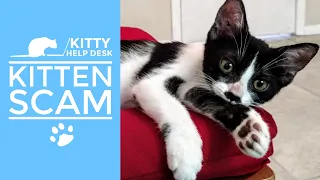 Watch Out for This Kitten Scam!