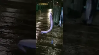 Conger eel fishing #fishing #fish #conger #eel #pier #night #sea #youtubeshorts