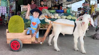 Monkey Cutis 🙈 takes Goat🐐 to harvest Videos Compilation!