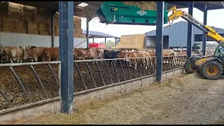 Fresh bedding for these cattle