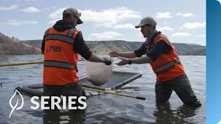 Sucker Relocation | Klamath River Restoration | Restoring at Scale | SERIES