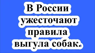 В России ужесточают правила выгула собак.