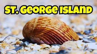 SHELLING & Discovering St. George Island's Coastal Charms