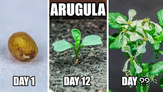 Growing Arugula From Seed to Flower (75 Days Time Lapse)