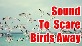 Sound To Scare Birds Away