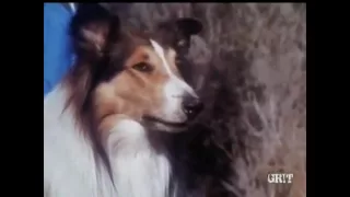 Lassie - Episode #472 - "The Ledge" – Season 14, Ep. 25 - 3/03/1968