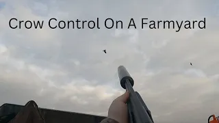 Crow Control On A Farmyard!