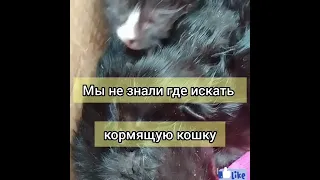 Выкинули слепых котят😭 Котята в безопасности теперь 🙏