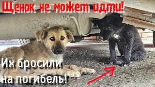 🔴Щенки с отлова😭😱 им некуда идти /щенка сбила машина/ брат не отходит от него /help save the puppies