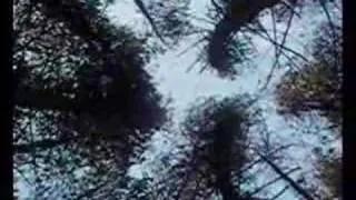 Brian Eno - In Dark Trees