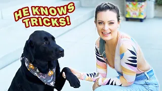 All The Tricks My New Guide Dog Knows! (non-guiding related)