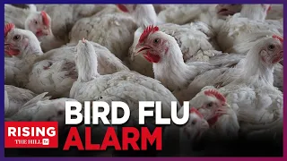 Bird FLU Alert! Don't Eat Raw Milk Or Eggs, FDA Finds Traces Of Virus in Milk: Dr Says Be Cautious