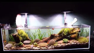 Natural River Bottom Fish Tank *Aquascape Tutorial* 12 Gallon Aquarium