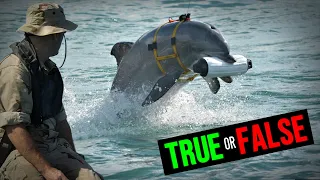 The U.S. Military Uses Dolphins As Guards #shorts