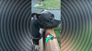 FORGET STRESS and LAUGH HARD! The FUNNIEST ANIMAL VIDEOS! / tiktok funny videos 2020