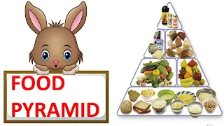 FOOD PYRAMID || HEALTHY DIET || HEALTHY PLATE || SCIENCE VIDEO FOR CHILDREN