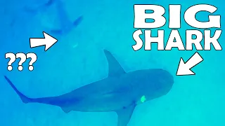 Dropped Camera to Bottom of the Ocean an Landed on a Shark!