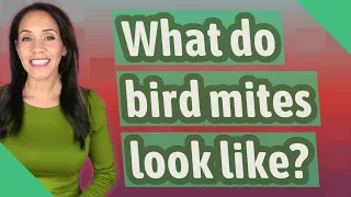 What do bird mites look like?