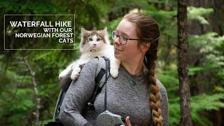 Waterfall Hike in Oregon with our Norwegian Forest Cats