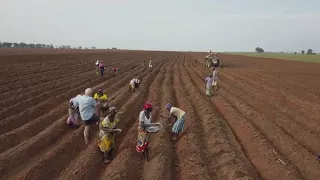 Hardy Zimbabwean farmers take on Nigeria's challenges