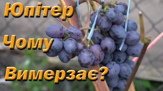 Чому мерзне Юпітер. Чим небезпечне жирування лози для неукривних сортів.