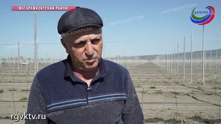 В  Магарамкентском районе реализуется инвестиционный проект в сфере сельского хозяйства