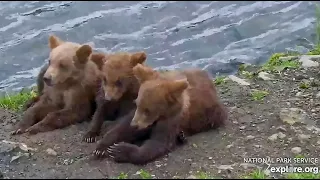 27 Jul 2023: 901 Brings Her Cubs to the Falls (explore.org)