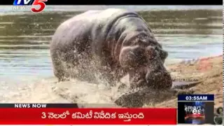 Hippo Vs Crocodile | Hippo Bites Crocodile to Protect Her Baby : TV5 News