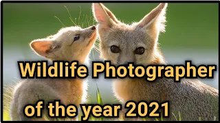 Wildlife Photographer Of The Year 2021 Awards